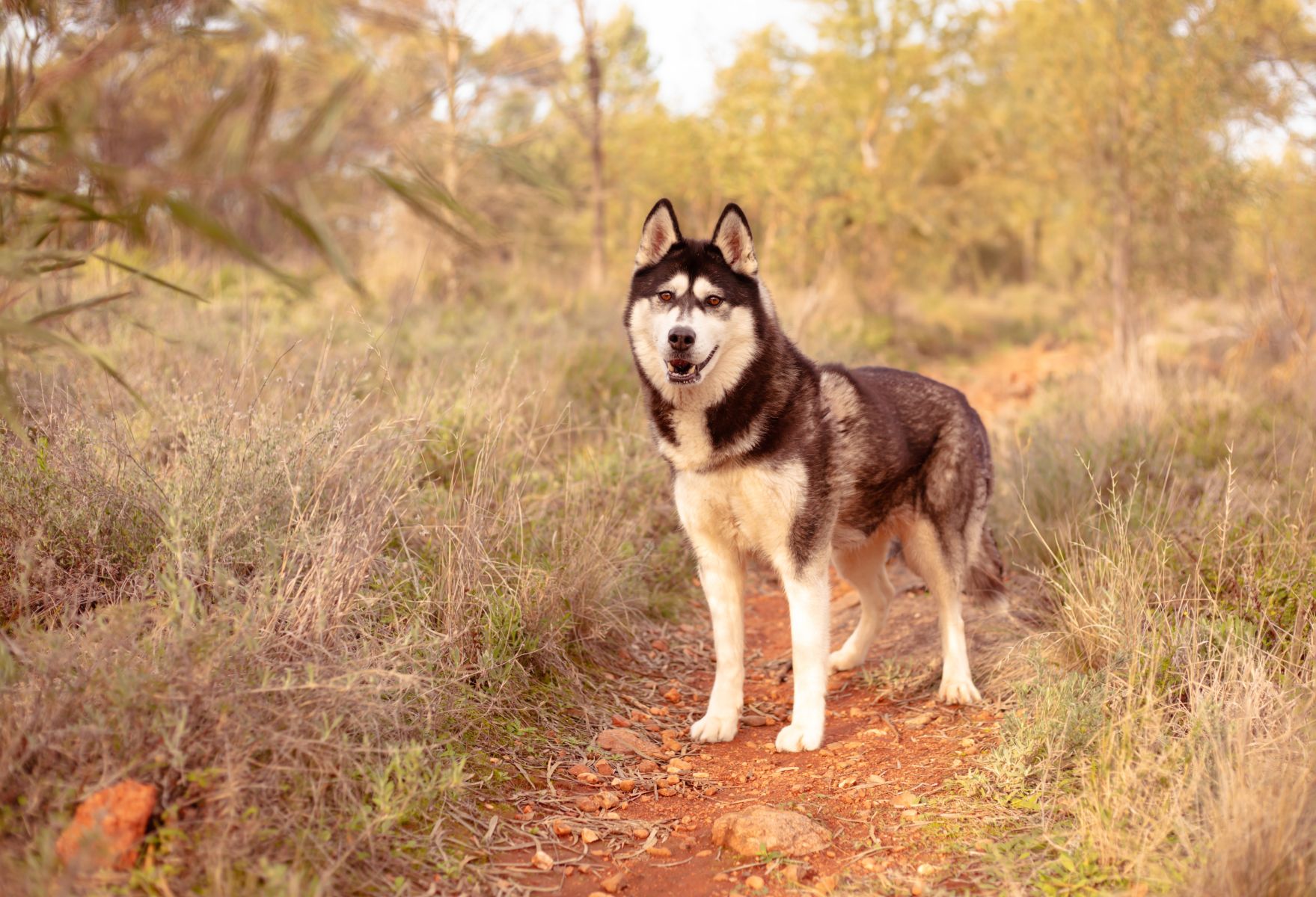 dog out on a trail